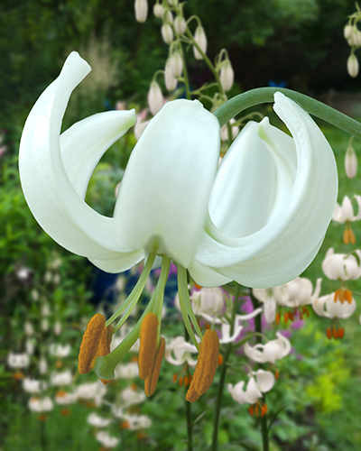 ĽALIA SNOWY MORNING 50 ks